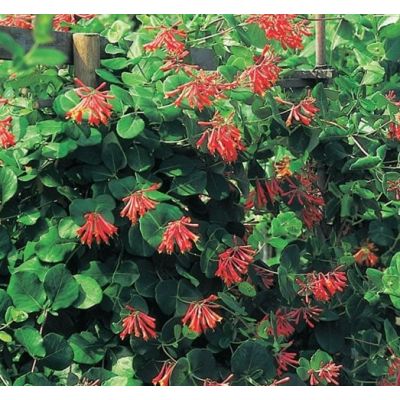 Lonicera brow. 'Dropmore Scarlet