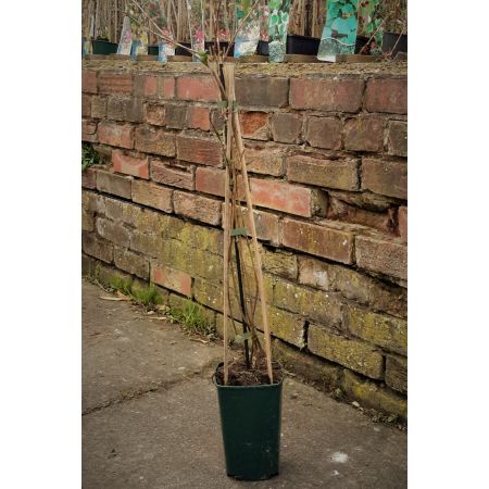 Lonicera brow. 'Dropmore Scarlet - image 3