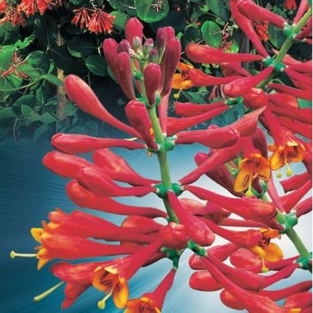 Lonicera brow. 'Dropmore Scarlet - image 2