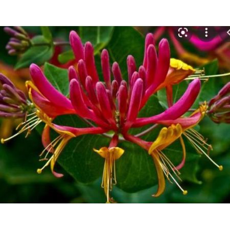 Lonicera heckrotti 'American Beauty' - 2L