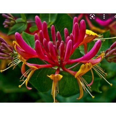 Lonicera heckrotti  'American Beauty' - 2L