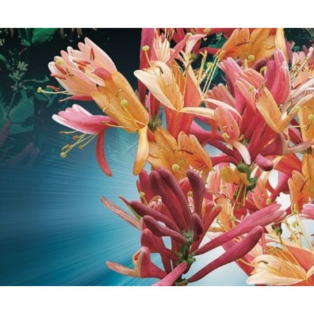 Lonicera heckrottii 'Goldflame' - image 2