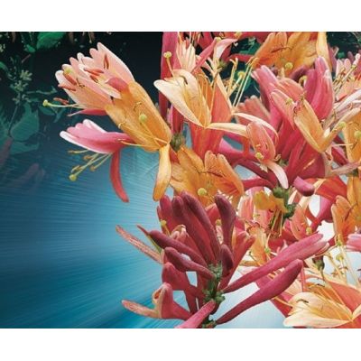 Lonicera heckrottii 'Goldflame' - image 2