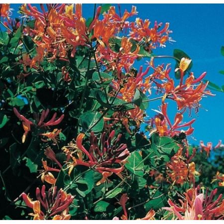 Lonicera heckrottii 'Goldflame' - image 1