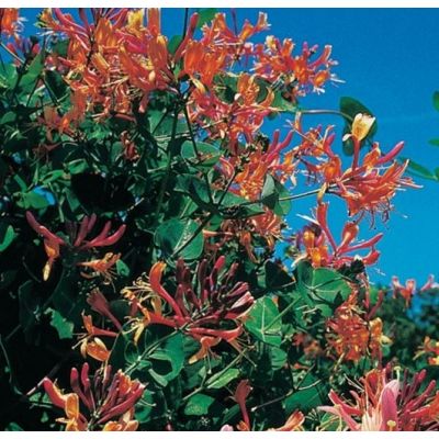 Lonicera heckrottii 'Goldflame'
