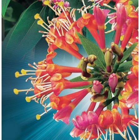 Lonicera 'Henryi' - image 2