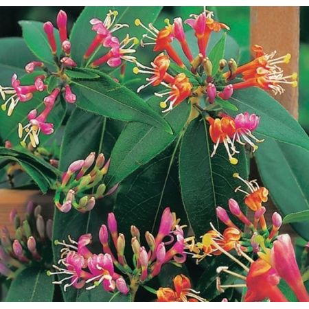 Lonicera Henryi - image 1