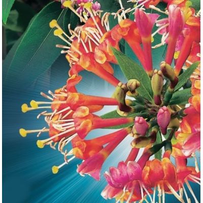 Lonicera Henryi - image 2