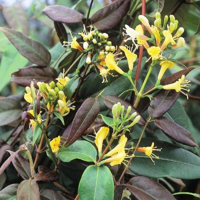 Lonicera Henryi Copper Beauty