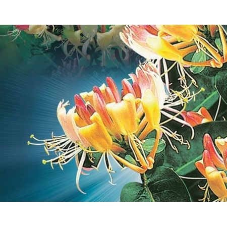 Lonicera peric. 'Belgica' - image 2