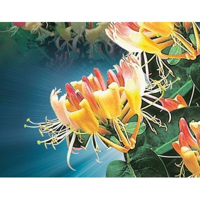 Lonicera peric. 'Belgica' - image 2