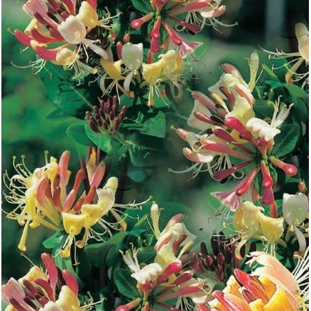 Lonicera peric. 'Belgica' - image 1