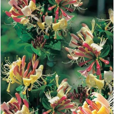 Lonicera peric. 'Belgica'
