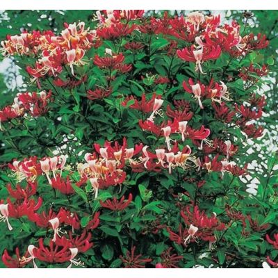 Lonicera peric. 'Serotina'