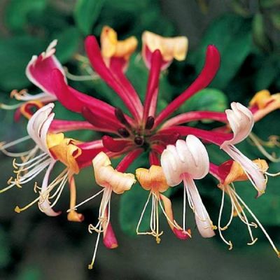 Lonicera peric. 'Serotina' - image 3