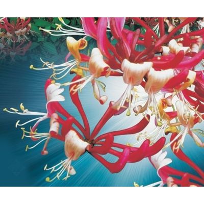 Lonicera peric. 'Serotina' - image 2