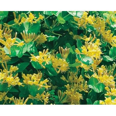 Lonicera 'Tellmanniana'