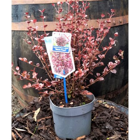 Lophomyrtus × ralphii Black Pearl 2L