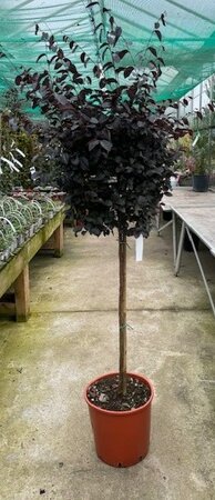 Loropetalum - 1/2 Std - 15L - 80cm clear stem - image 1