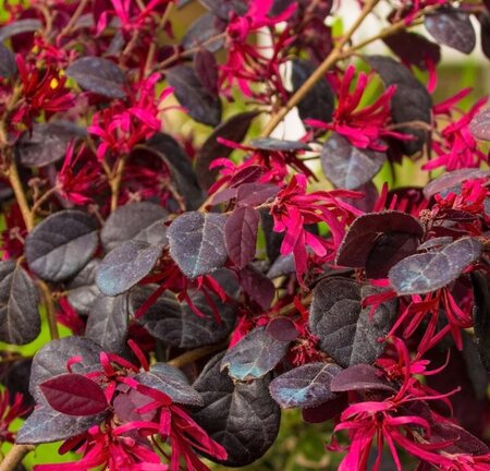 Loropetalum Chinense- 18L