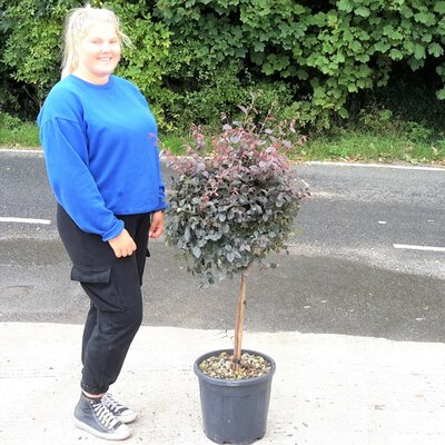 Loropetalum Chinense Black Pearl® - 1/4 Std - 18L - 40cm clear stem