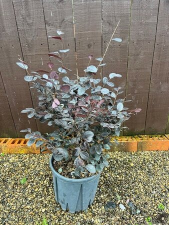 Loropetalum Chinense Black Pearl - 10L - image 1