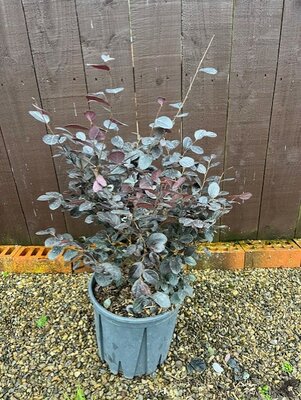 Loropetalum Chinense Black Pearl - 10L