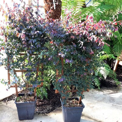 Loropetalum Chinense Black Pearl® - 15L - On frame  110cm x 60cm