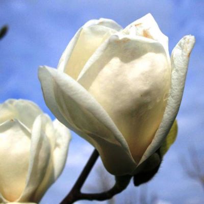 Magnolia Denudata Yellow River -30L