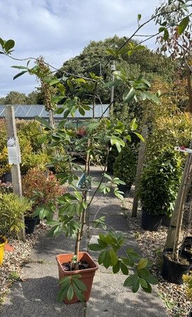 Magnolia Fairy Blush(R) on cane - 9L - 100cm