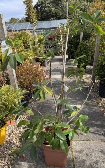 Magnolia Fairy White(R) on cane  - 15L - 100cm