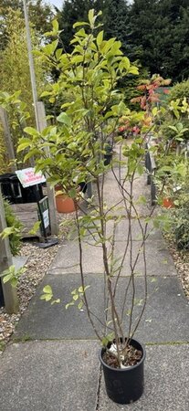 Magnolia 'George Henry Kern'  - 60cm