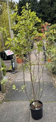 Magnolia 'George Henry Kern'  - 60cm