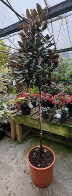 Magnolia grandiflora 'Gallisoniensis' - 25L - 1/2 Std - 90cm clear stem