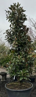Magnolia grandiflora 'Gallisoniensis' - XXL 3.8m tall