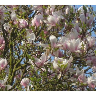 Magnolia Soulangeana - 3L