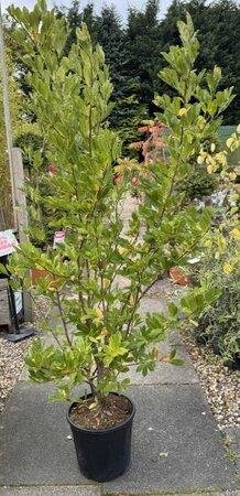 Magnolia 'Stellata' 18L