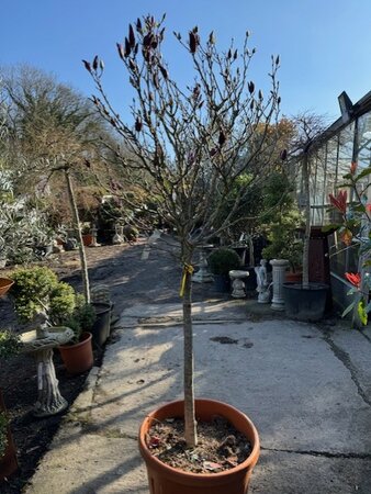 Magnolia Susan 1/2 Std,14/16 girth 70L - image 1