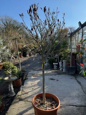 Magnolia Susan 1/2 Std,14/16 girth 70L