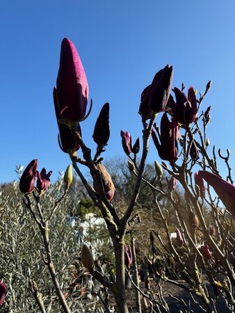 Magnolia Susan 1/2 Std,14/16 girth 70L - image 2