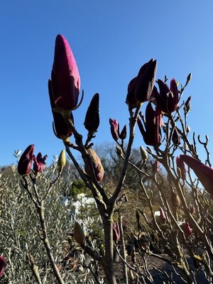 Magnolia Susan 1/2 Std,14/16 girth 70L - image 2