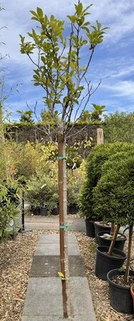 Magnolia 'Susan' 1/2 std