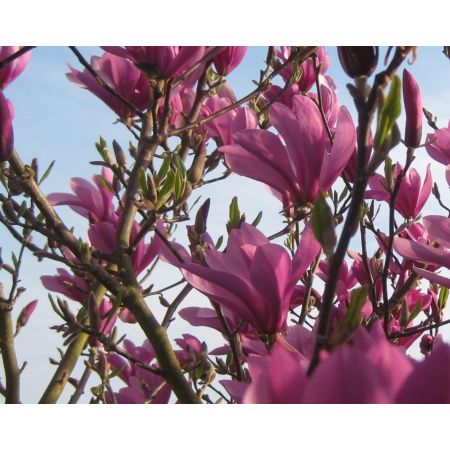 Magnolia 'Susan' - 10L
