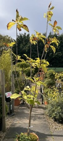 Magnolia Tripetala   - 35L - 150cm