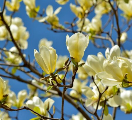 Magnolia Yellow Bird-125cm