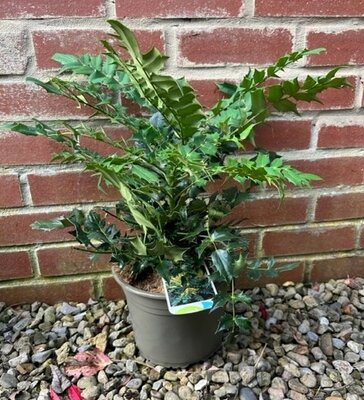 Mahonia Charity 3L