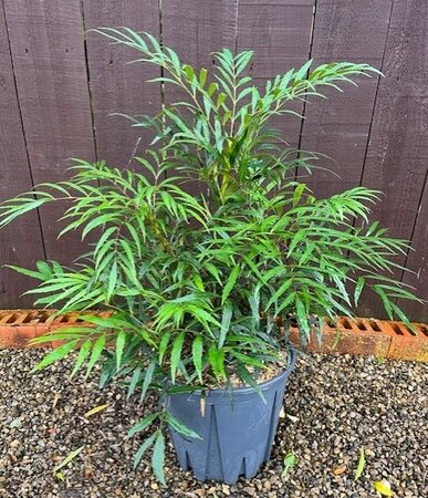 Mahonia Confusa Nara Hiri - 9L - 40cm