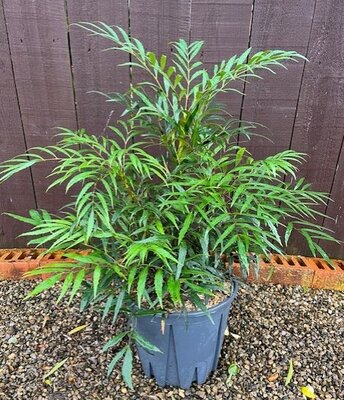 Mahonia Confusa Nara Hiri - 9L - 40cm