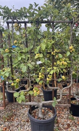 Malus - Communis - 'Reinettes Du Canada' 35L Espalier