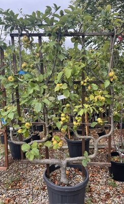 Malus - Communis - 'Reinettes Du Canada' 35L Espalier
